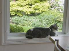 Ventana con gato al jardín